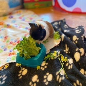 Meet your Posher, Anna